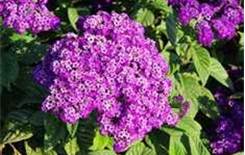 Heliotrope Plant